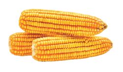 corn