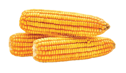 corn corn