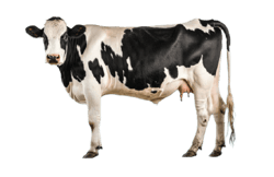 cow cow